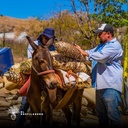 Transportando el maguey silvestre