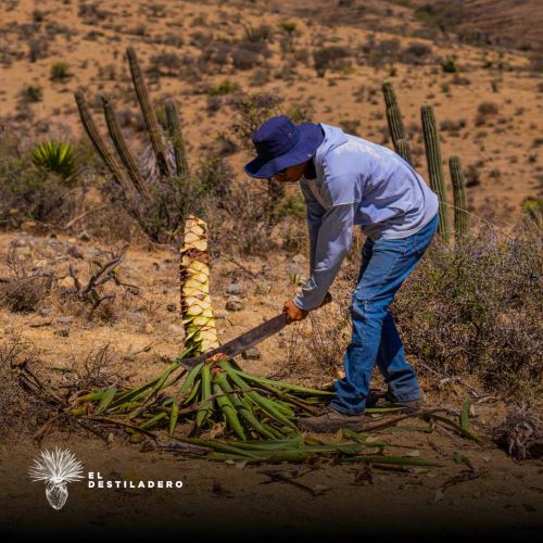 Cortando maguey silvestre