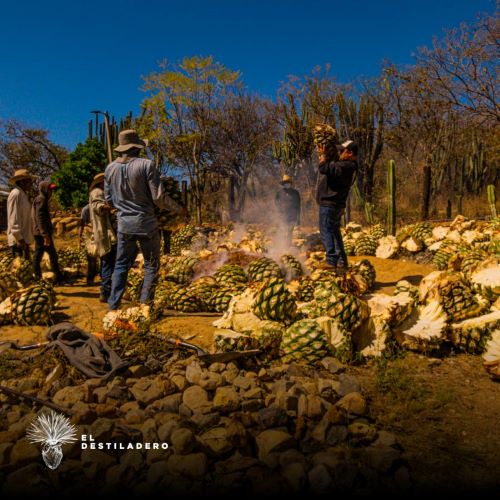 Cargando el horno con maguey