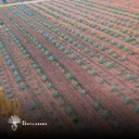 Panorama del cultivo de maguey
