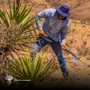 Cortando maguey silvestre