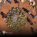 Horno cargado con maguey espadín