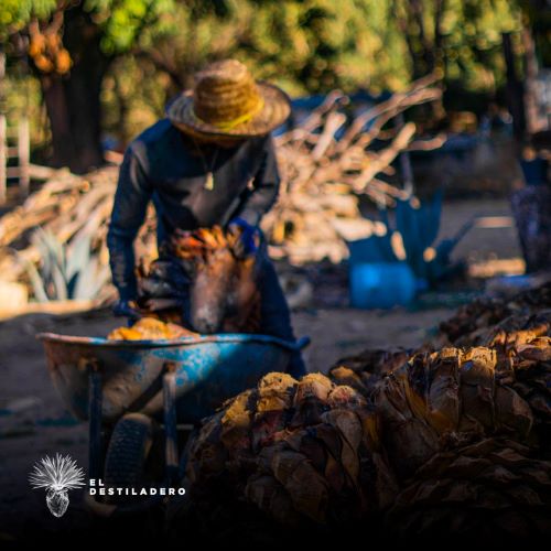 Retirando agave del horno para moler