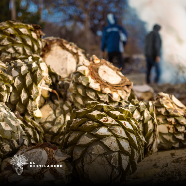 Maguey espadín en el horno antes de tapar