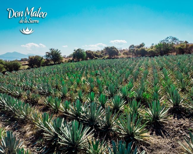 Cultivo de maguey en Don Mateo de la Sierra