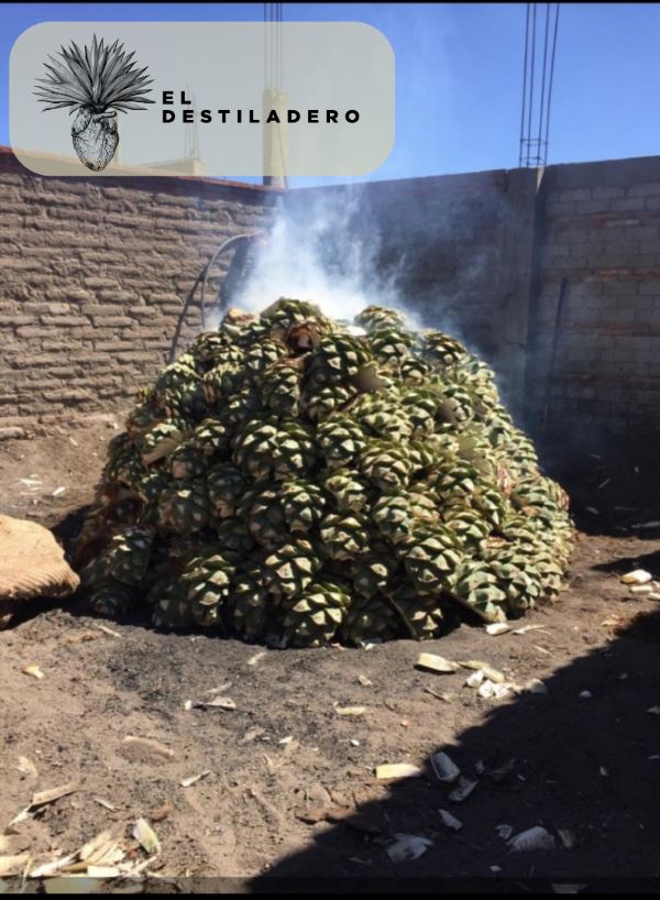 Horno cargado de maguey espadín