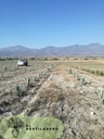 El Corajudo siembra maguey para hacer sustentable su operación