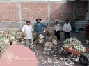 Equipo del mezcal Corajudo preparando el maguey para cocimiento