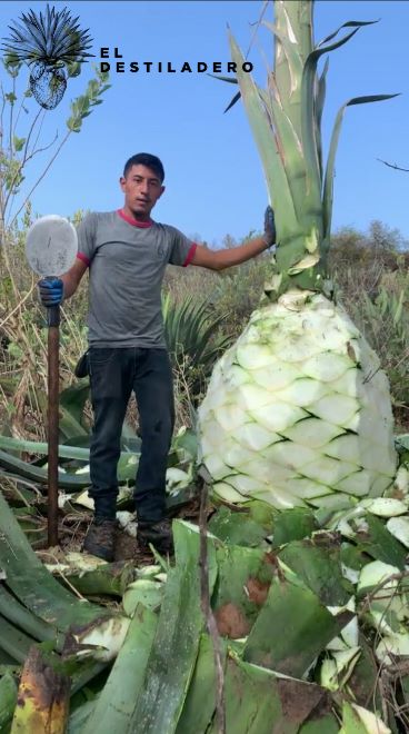 Corte de agave silvestre