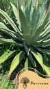 Agave silvestre