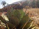 Maguey silvestre