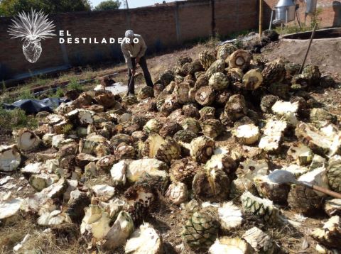 Corte de maguey ocido para molienda