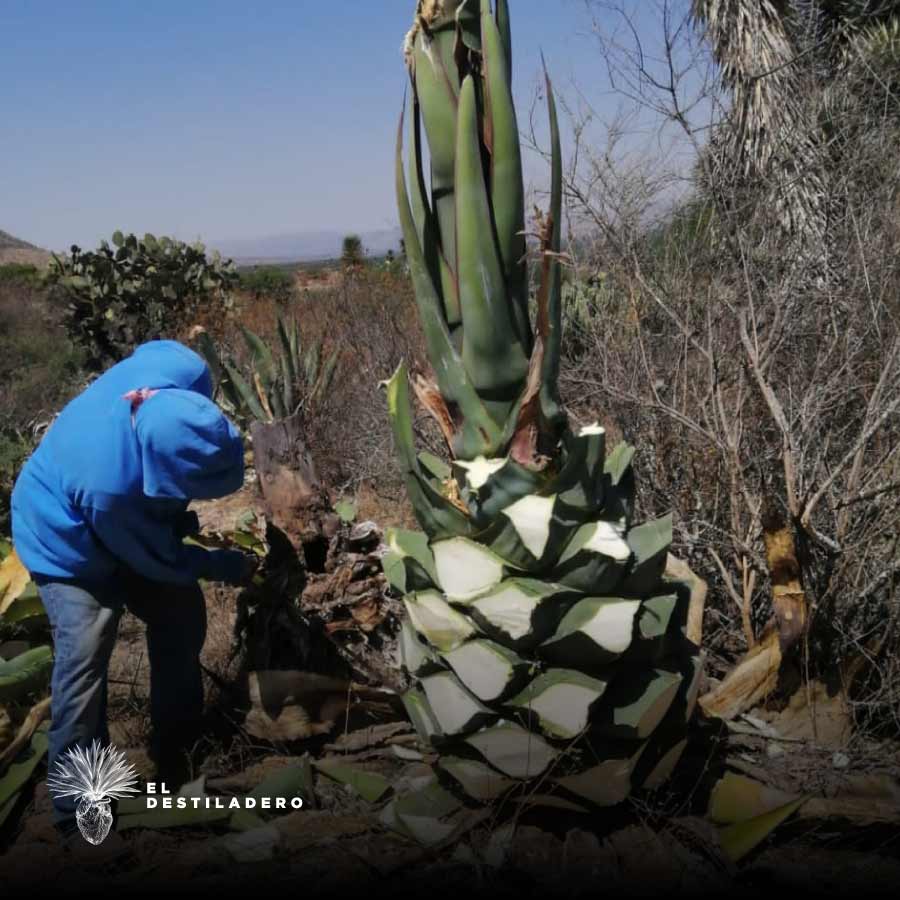 Corte de agave salmiana en Castamar