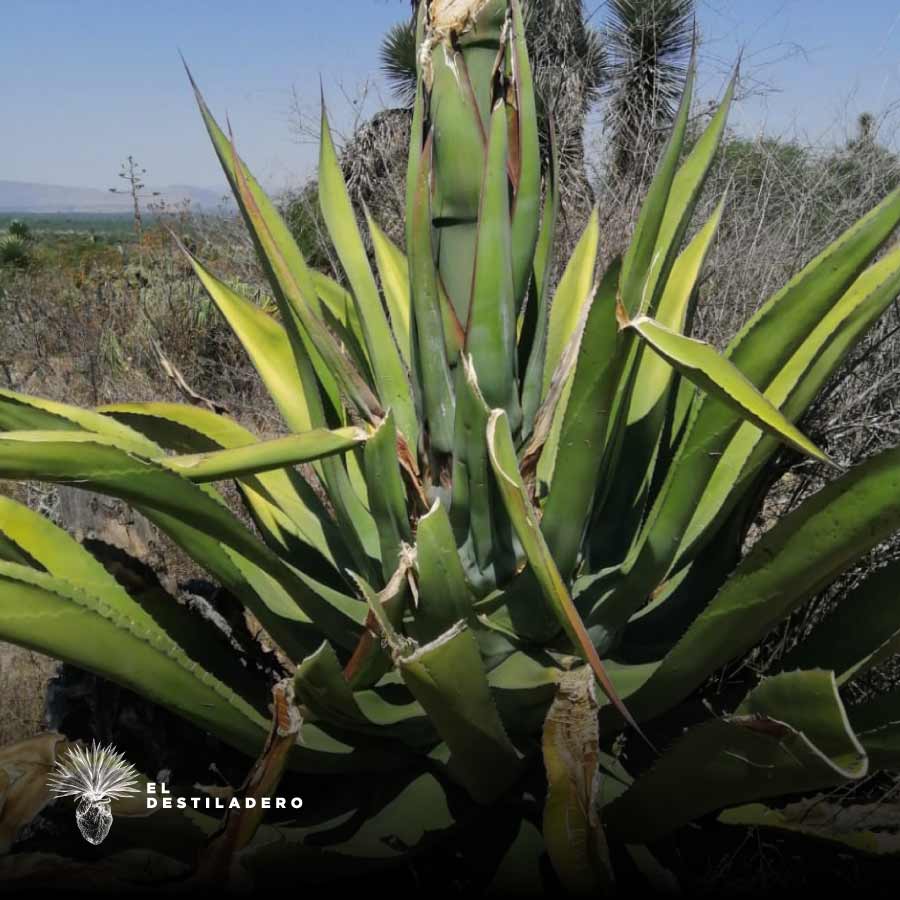 Maguey silvestre salmiana en Castamar