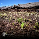 Cultivo de maguey en Envido 29