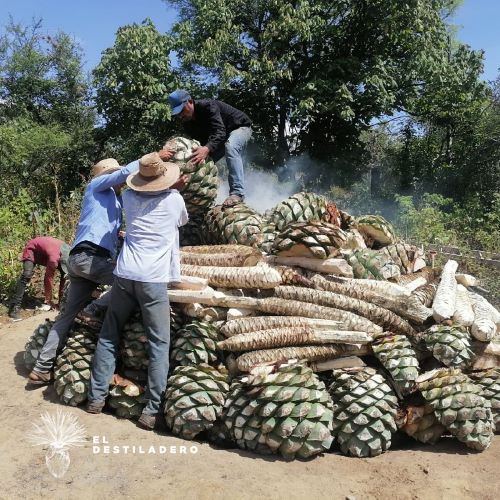 Carga de magueyes espadín y cuishe en Envido 29