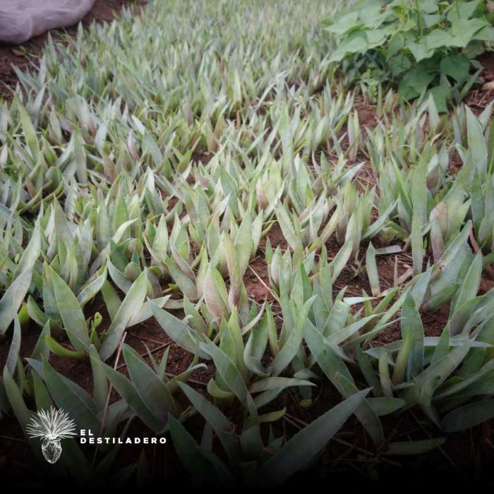 Maguey en cultivo temprano en Envido 29